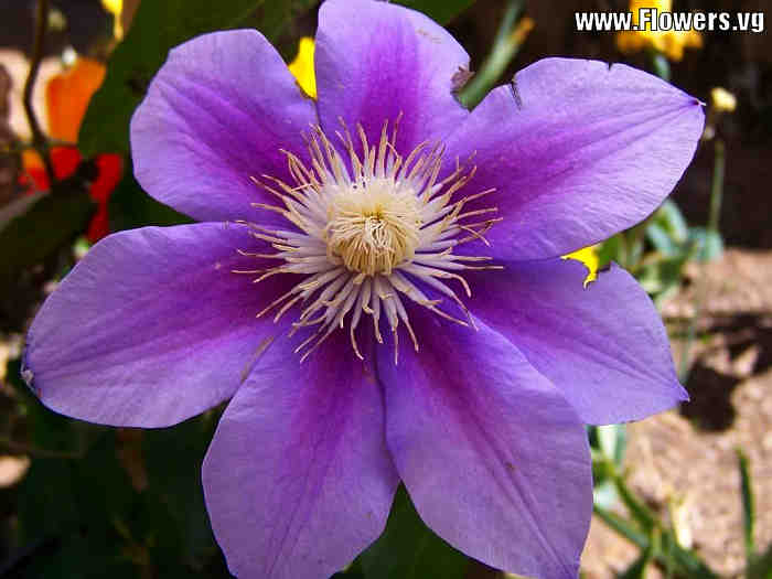 02-Clematis Purple (700x525, 152Kb)