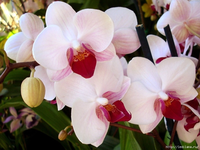 цветы орхидеи (700x525, 252Kb)