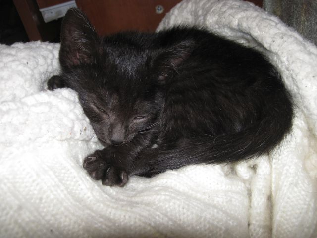 IMG_2054 (640x480, 152Kb)