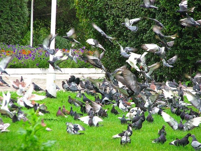 Птичий двор ростов великий. Голуби во дворе. Парк с голубями. «Птицы в городском дворе». Птичий двор Калужская область.