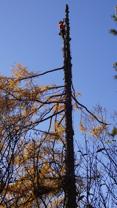 DSC03165 (393x700, 431Kb)