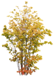  38el (452x640, 464Kb)