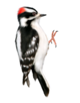  90el (480x618, 267Kb)