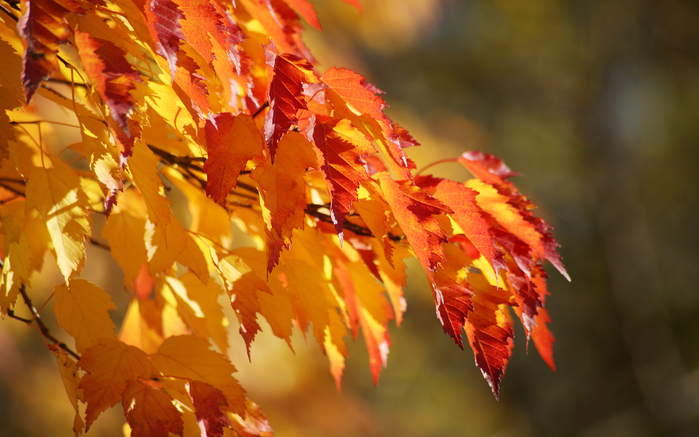 allfons.ru-12630 (700x437, 402Kb)