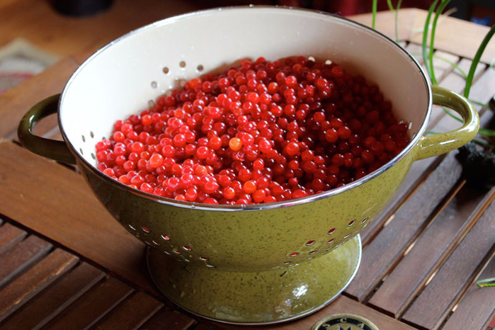 content_cosmetic-use-of-viburnum__econet_ru (700x466, 402Kb)
