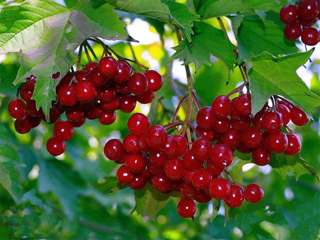 566eaf[1] (640x480, 76Kb)