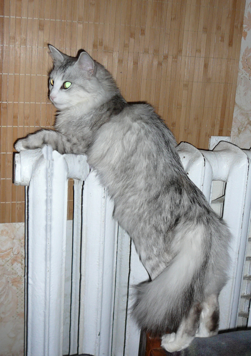 P1100495 (494x700, 430Kb)