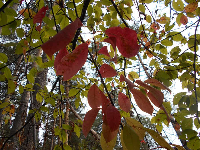 DSCN0866 (700x525, 573Kb)