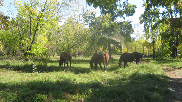 IMG_9049 (700x392, 503Kb)