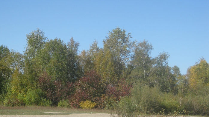 IMG_9081 (700x392, 375Kb)