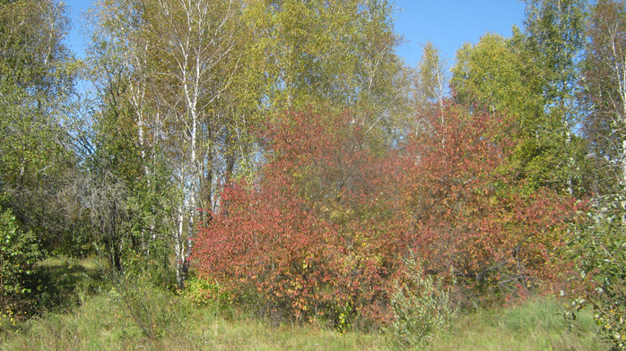 IMG_9085 (700x392, 529Kb)