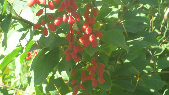 IMG_9107 (700x392, 393Kb)