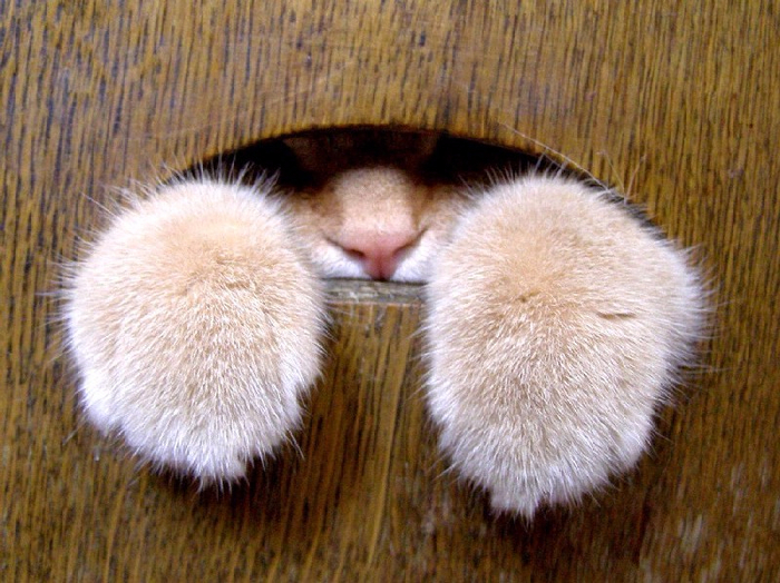 кошачьи лапы фото 1 (700x524, 451Kb)