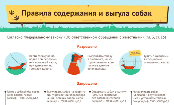 Картинка правила выгула собак