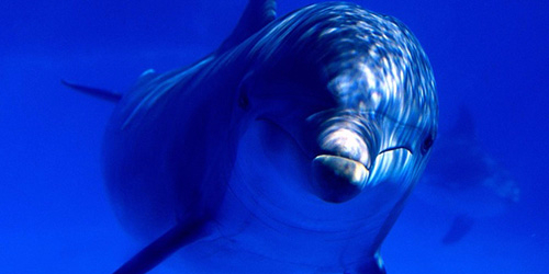 дельфин (500x250, 101Kb)