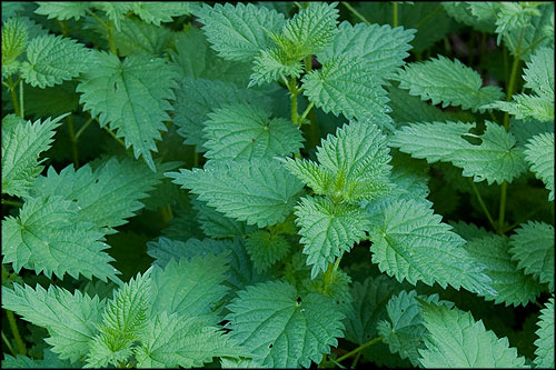 3937385_nettle (500x333, 65Kb)