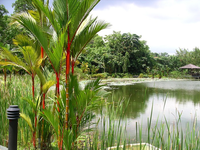 Symphony_Lake,_Singapore_Botanic_Gardens_-_20041025 (700x525, 170Kb)