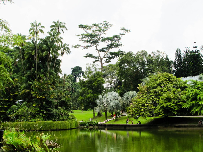 singapore-botanical-gardens-edited-8 (700x525, 172Kb)