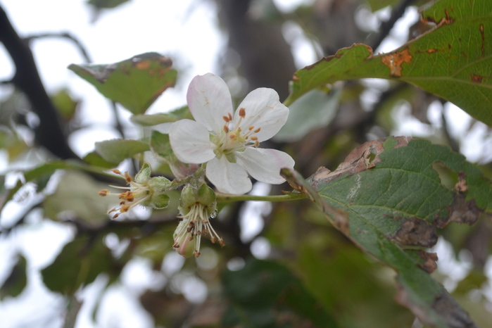DSC_0593 (700x466, 123Kb)