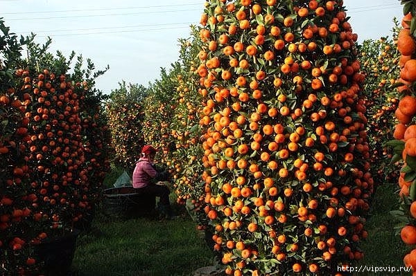 Мандариновые бонсаи 12 (600x399, 239Kb)