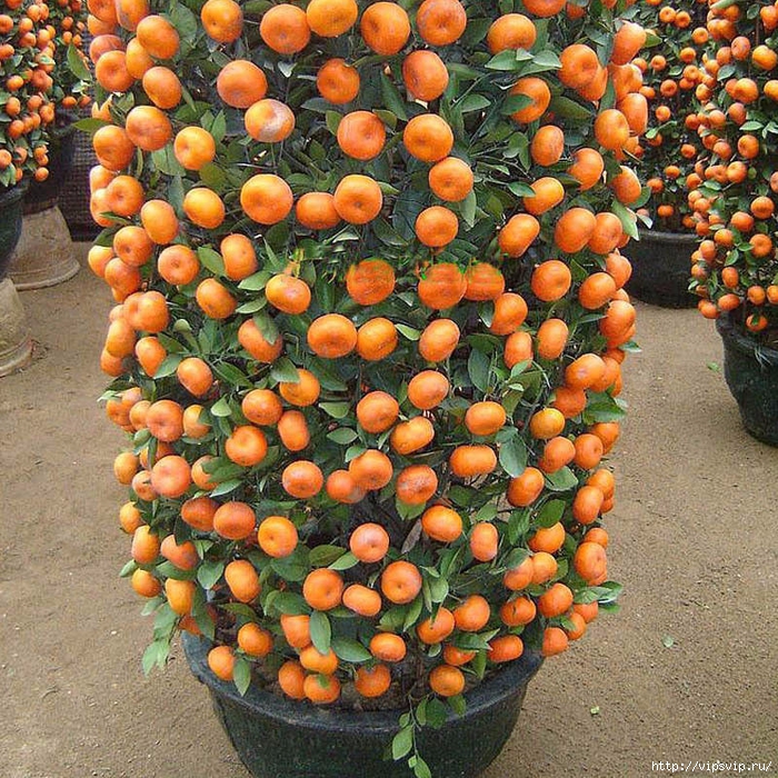 Мандариновые бонсаи 8 (700x700, 548Kb)