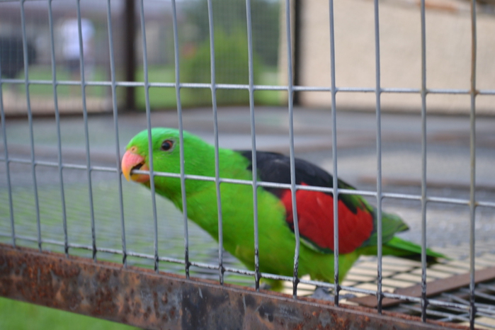 DSC_0143 (700x466, 179Kb)