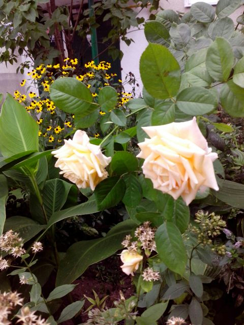 IMG_20160919_112609 (480x640, 337Kb)