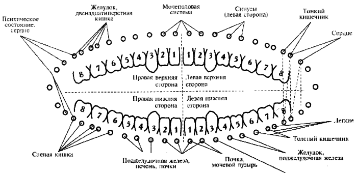 zuby-vnutrennie-organy-18951-large (700x340, 45Kb)