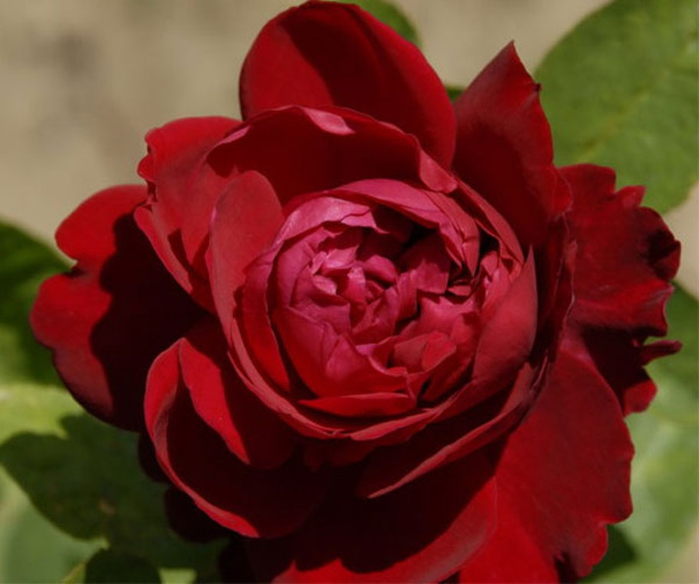 Брайтвайт роза фото и описание
