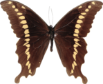  Artistic Zen (2) (520x426, 273Kb)