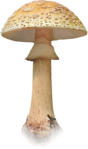  Artistic Zen (69) (408x690, 264Kb)