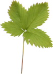  Artistic Zen (117) (498x700, 317Kb)