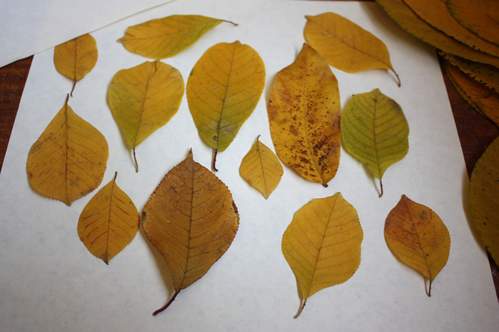 4052195_IMG_8931 (700x466, 312Kb)