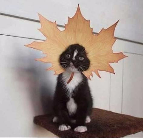 image (472x457, 97Kb)