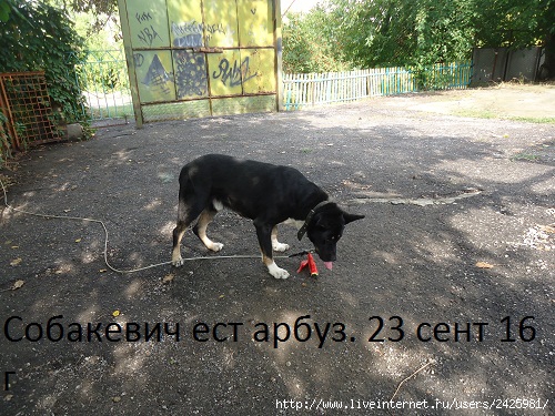   (500x375, 213Kb)
