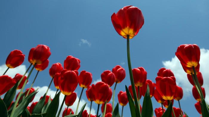 tulips-poisonous_5d91c8e597a82b21 (700x394, 31Kb)
