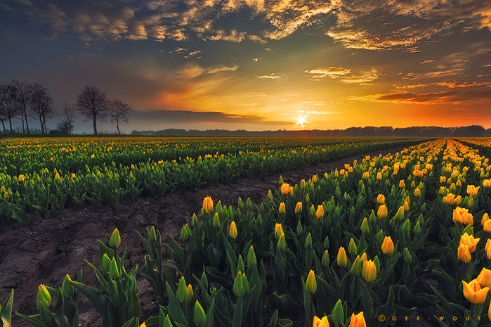 springscape_by_oer_wout-d65g7fc (700x465, 179Kb)