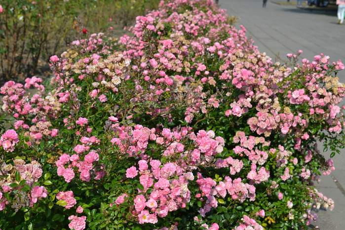 DSC_1201 (700x466, 196Kb)