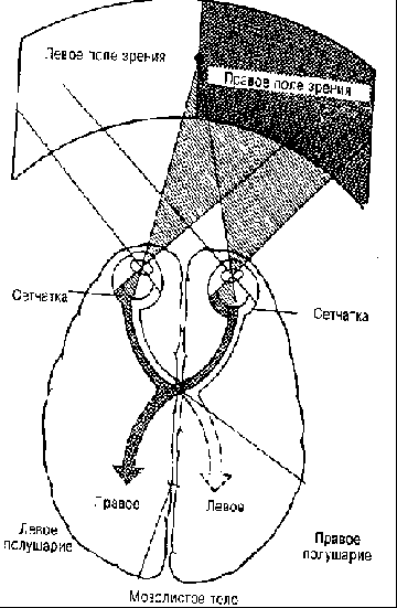 Правое поле. Зрительная асимметрия. Левое поле зрения. Левое поле зрения отображается. Проекция полей зрения на сетчатку.