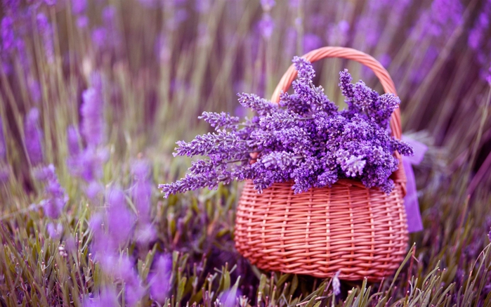 2627134_lavanda (700x437, 257Kb)