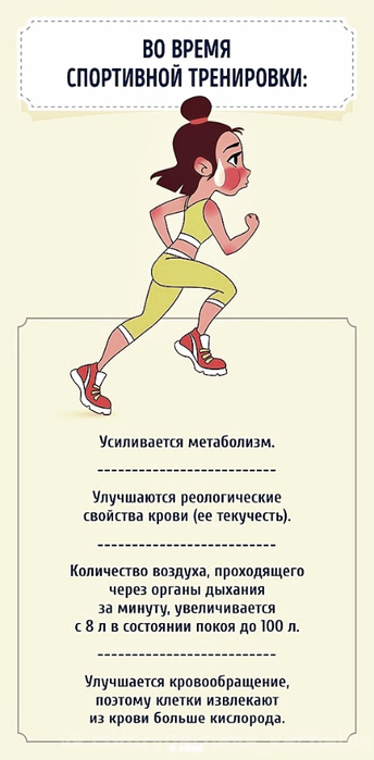 pochemu-nuzhno-zanimatsya-sportom-1 (344x700, 151Kb)