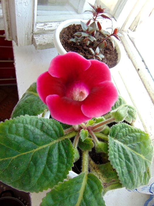 DSC03253 (525x700, 296Kb)