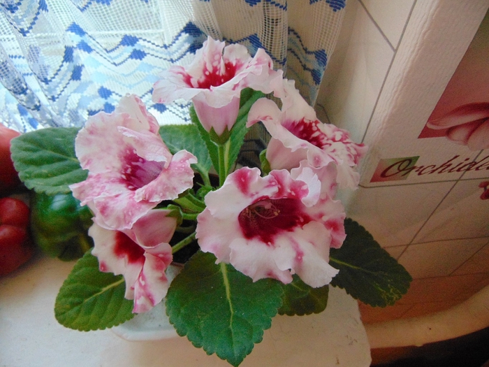 DSC04762 (700x525, 284Kb)