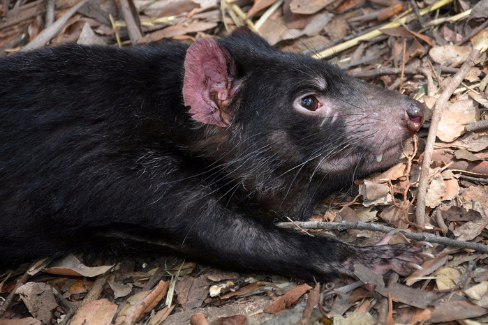 tasmanian-devil-1592279_1280 (700x466, 406Kb)