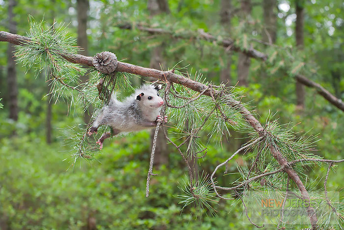 cute-possums-10-31 (700x467, 418Kb)