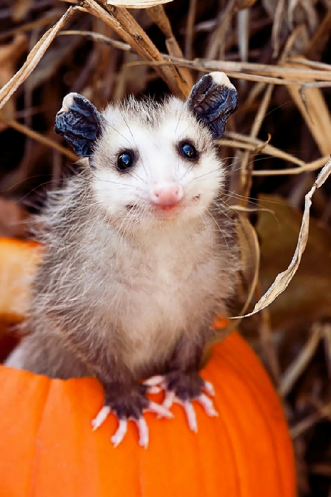 cute-possums-31__700 (466x700, 324Kb)