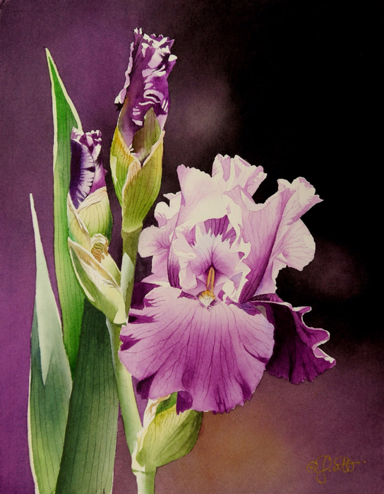 Lavender Iris (544x700, 387Kb)