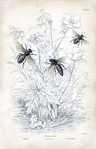  bee botanical vintage Image GraphicsFairy5sm (258x400, 124Kb)
