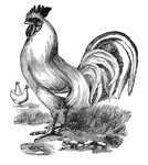  req-rooster-graphicsfairy003 (626x700, 224Kb)