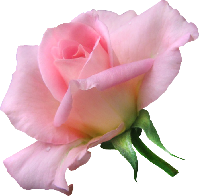 1433756413_pink-rose-08 (700x688, 423Kb)